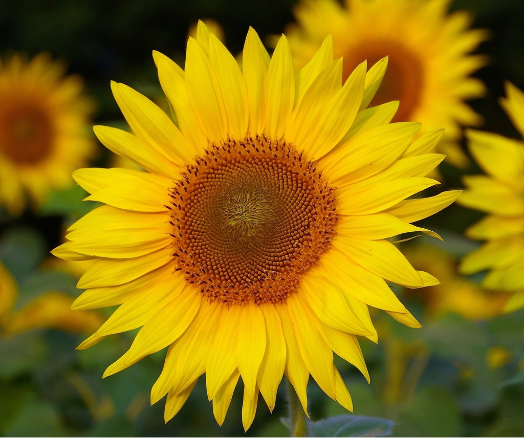 Traditional In Class B By Ronald D'Amico For Sunflowerjpg OCT-2018.jpg